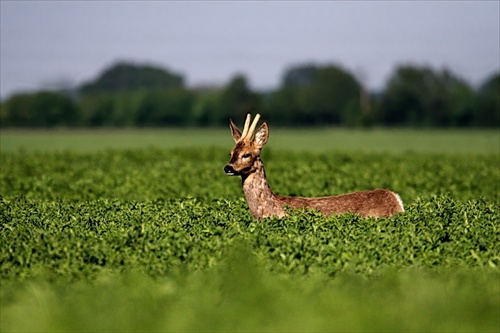 paličkár