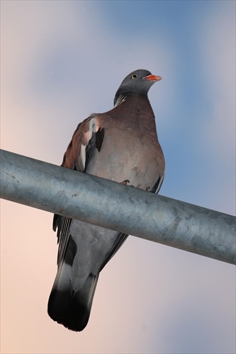 Columba kandelábericus