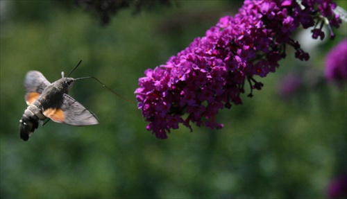 Dlhozobka svízelová - kolibrík?