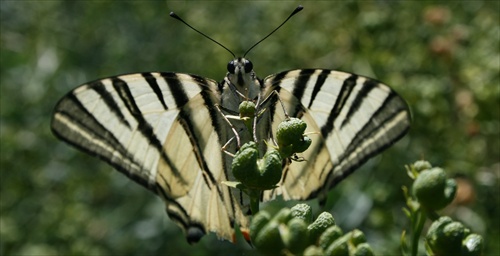 Lietajuca zebra