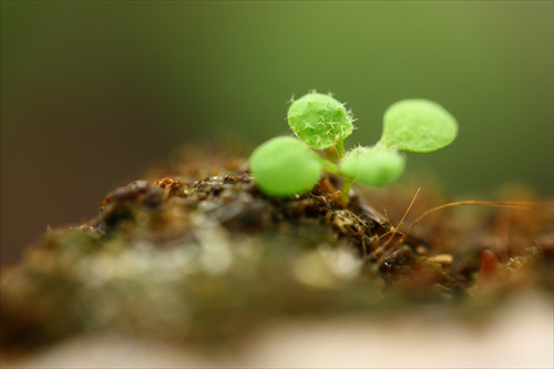 Arabidopsis thaliana