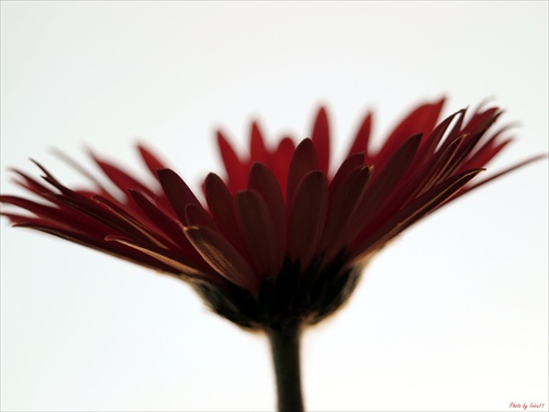 Gerbera