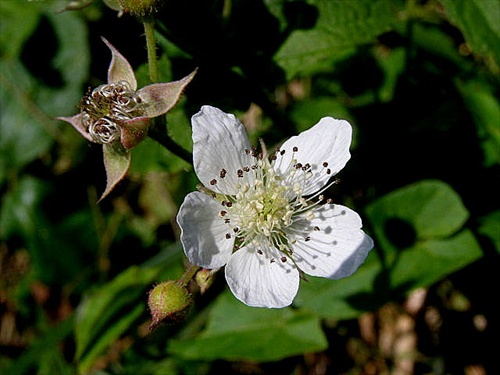 čarnica