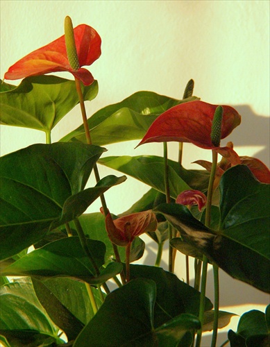 Anthurium