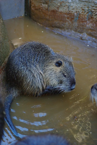 Nutria