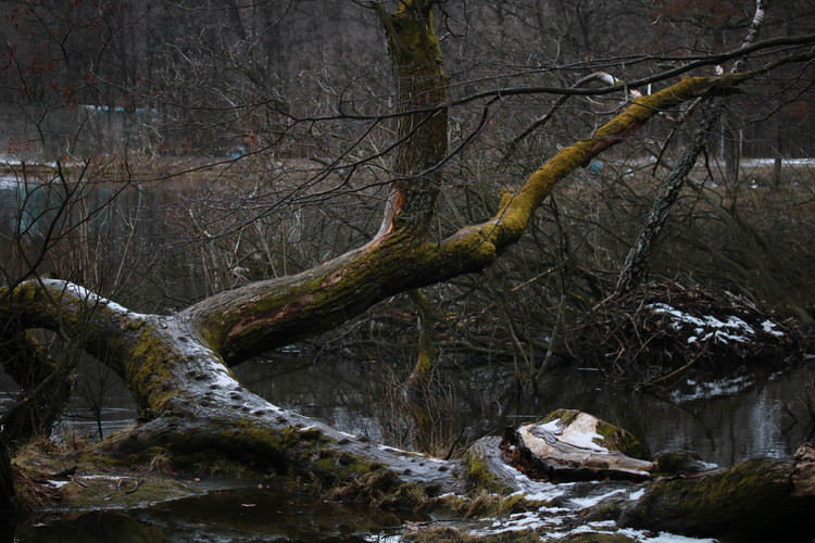 čarovný strom