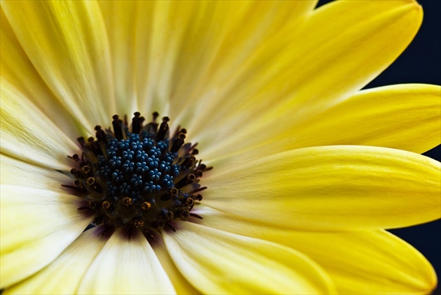 Osteospermum-'Buttermilk'