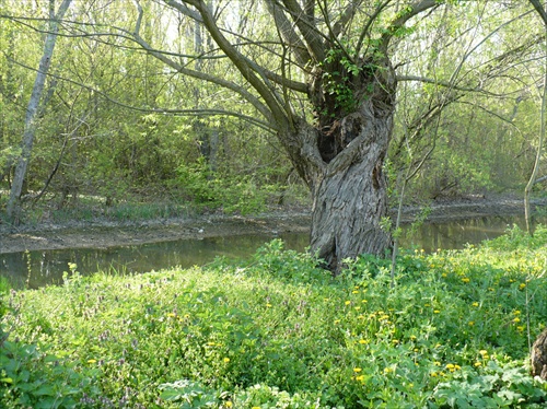 Starý strom.