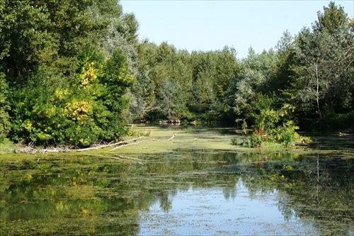 Lužné lesy