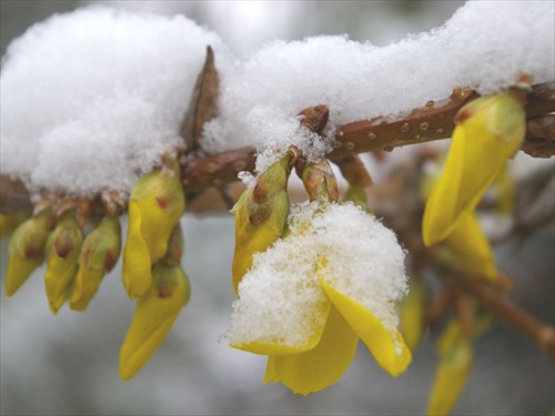 zasnežená Forsythia