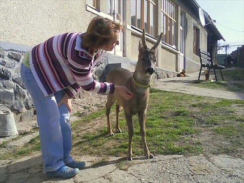 poľovníci, prosím nechajte flinty doma.....