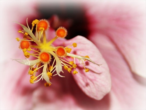 Hibiscus rosa sinensis