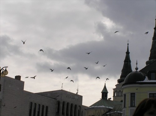 Holuby nad strechami