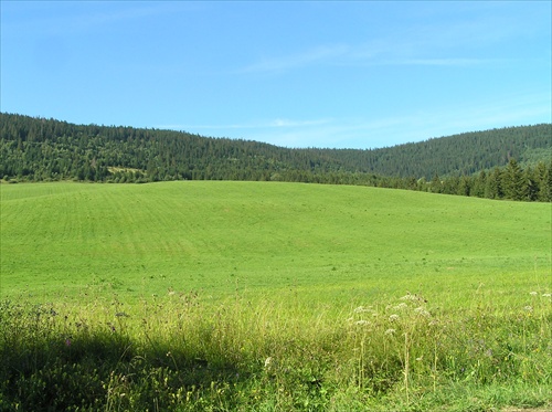 Pohľad na lúku