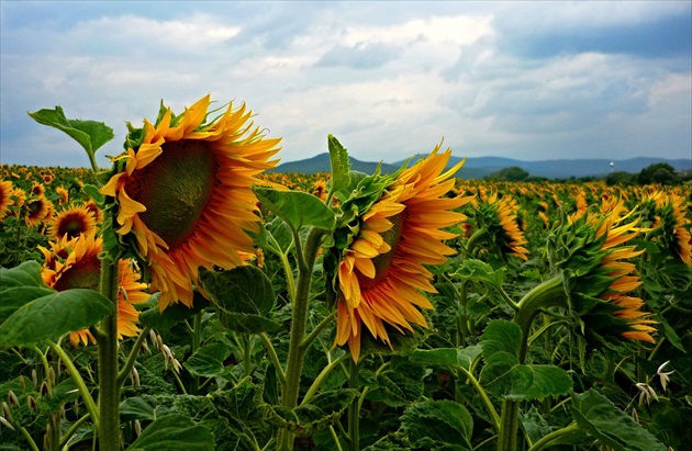 slniečka