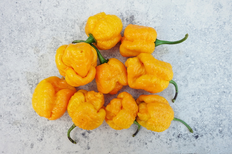 trinidad moruga scorpion yellow