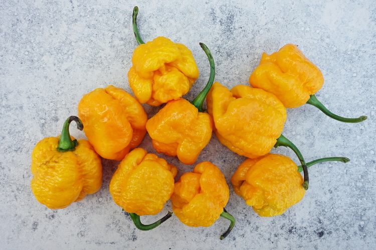 trinidad moruga scorpion yellow II