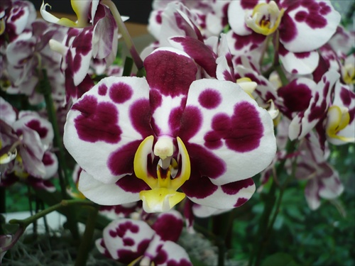 orchidea