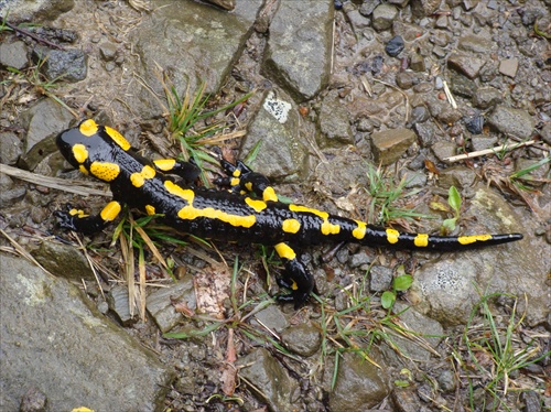 salamandra