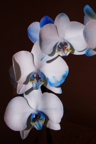 orchidea