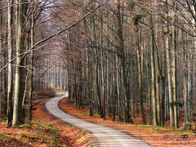 MALÁ KARPATY-LESNÁ CESTIČKA