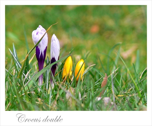 Crocus double