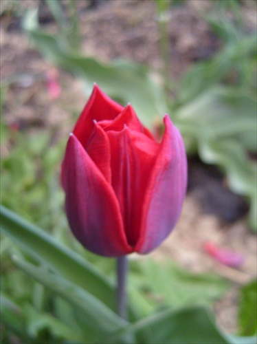 tulipánik