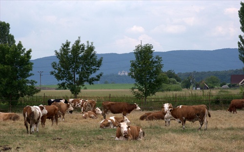 Kravky pod Haličským zámkom