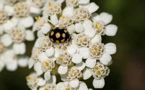 Coccinula quatuordecimpustulata