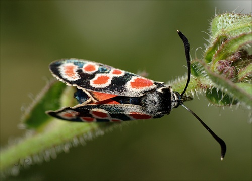 vretienka vičencová - (Zygaena carniolica)