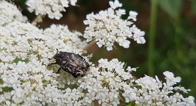 Chrúst mramorový  Polyphylla fullo