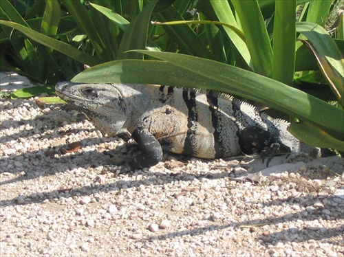 Iguana II