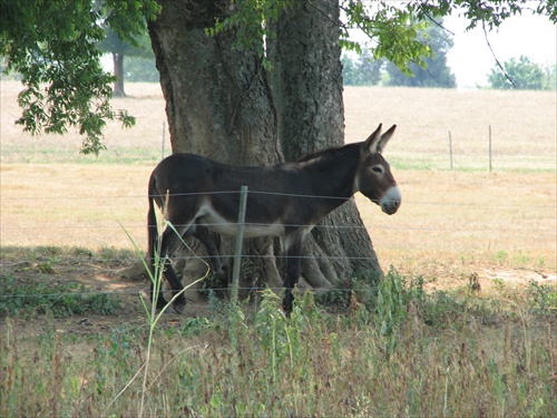 Somárik