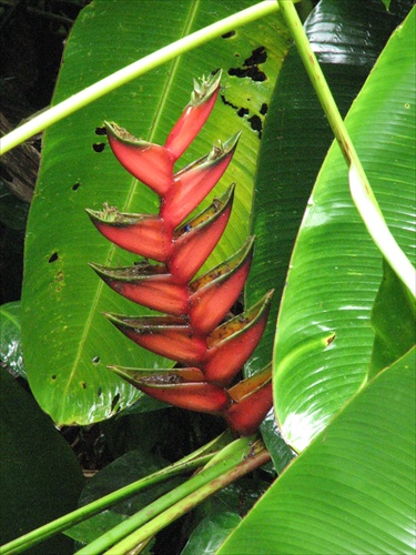 Heliconia wangeriana