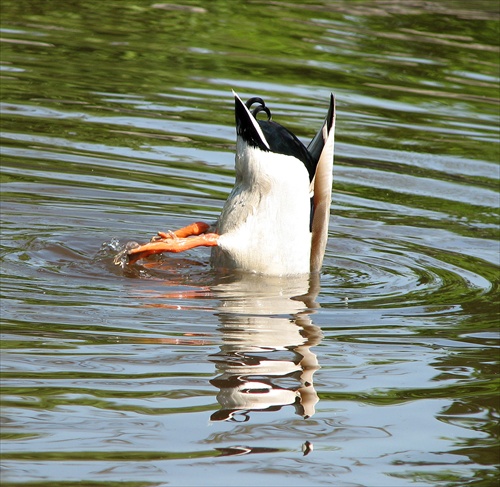 Schönbrunnský káčer