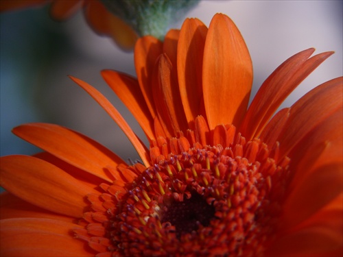 Gerbera