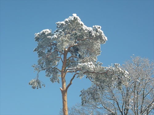 zasnežený strom