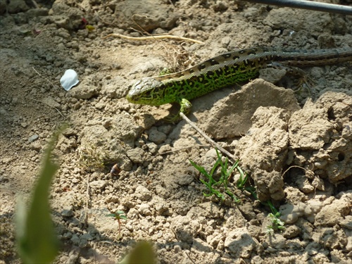 jašterica