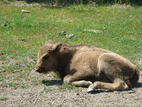 zubrík