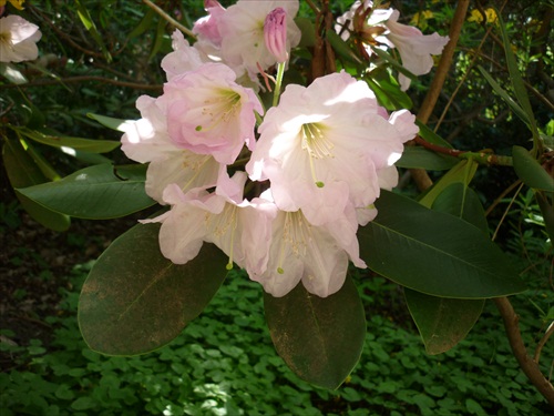 rododendron