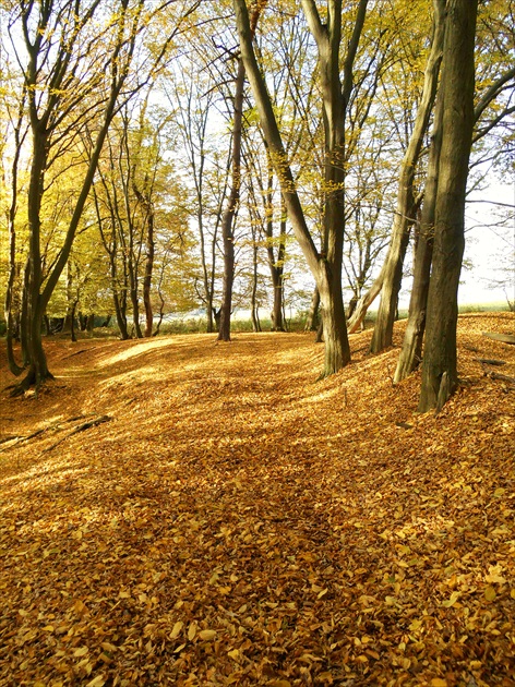 "zlatá cesta"