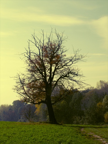 Stará oskoruša III