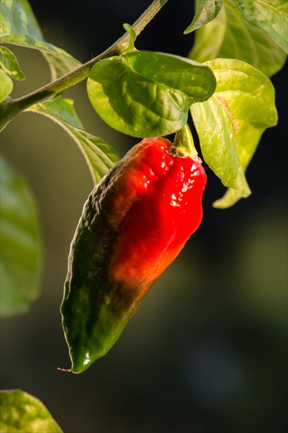 Naga Morich