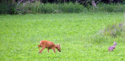 s mamou na vychádzke