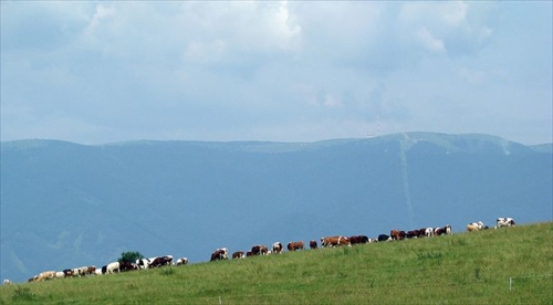 pod hoľami