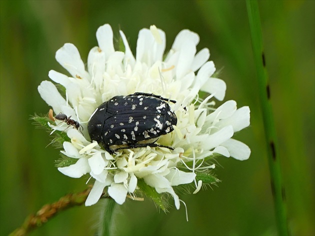 čiernobiele