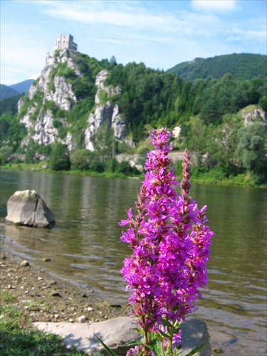 kvetinka pri hrade Strecno