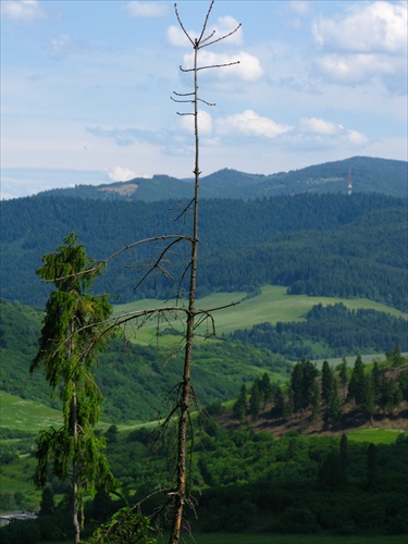 suchý strom