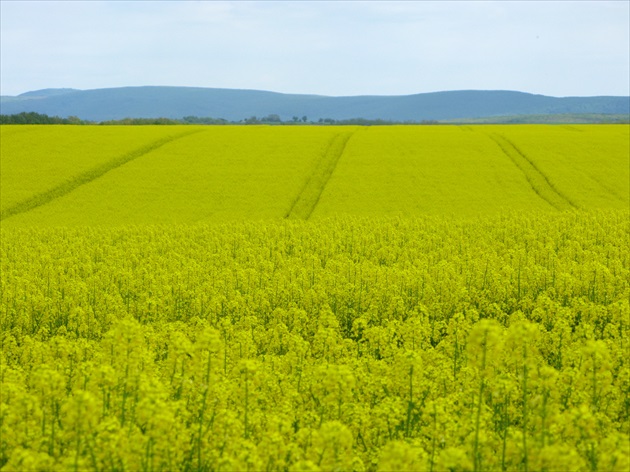 lucerka