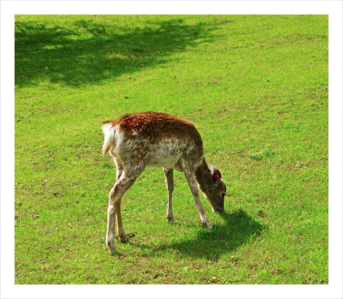 Zvieratká v ZOO-Bojnice.